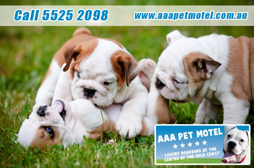 dog boarding, dog boarding gold coast, gold coast pet motel, dog motel